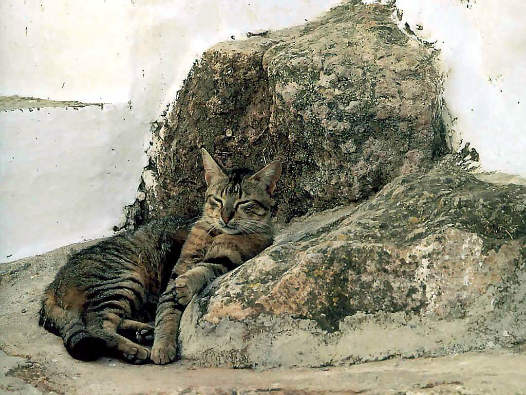 Gatti (235)